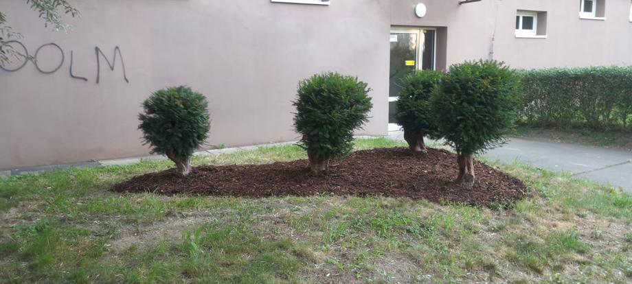 Tvarované tisy v čerstvě namulčovaném záhonu – Drobná řemesla